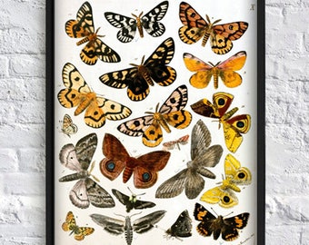 Butterfly print butterfly collection print butterfly gallery wall art decor botanical illustrations vintage art yellow brown Art-138