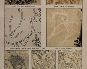 1888.Astronomy.Antique print.Lunar Craters,8.6x12.3 ins. or 22x31,5 cm. Chromolithograph.Antique astronomy.