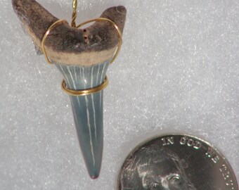 Extinct Sand Tiger Shark tooth pendant