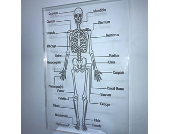 Skeleton diagram | Etsy