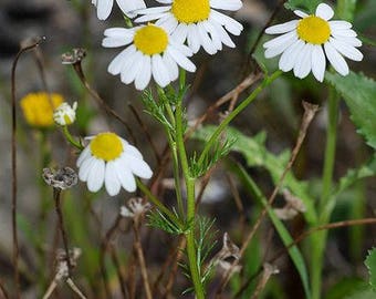 1000 GERMAN CHAMOMILE Matricaria Recutita Chamomilla Herb Flower Seeds
