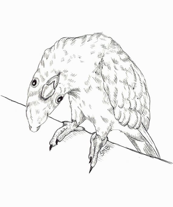 Sally Blanchard Original Pen and Ink Drawing of a Ducorp's Cockatoo, Ducorp's Corella, Companion Parrot
