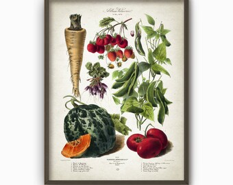 Kitchen Vegetables Antique Botanical Wall Art Poster - Vintage Kitchen Home Decor (B107)