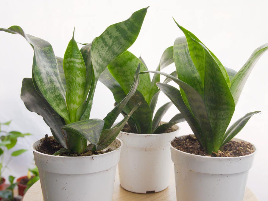 10 Plantas Perfectas Para La Oficina Hogarmania 10 Plantas Perfectas Para La Oficina Hogarmania