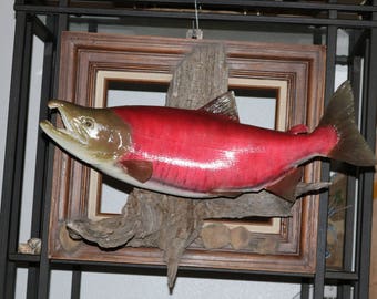 23" Sockeye Salmon Reproduction