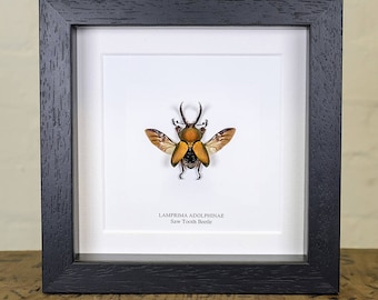 Saw Tooth Beetle Gold-Form in Box Frame (Lamprima adolphinae)