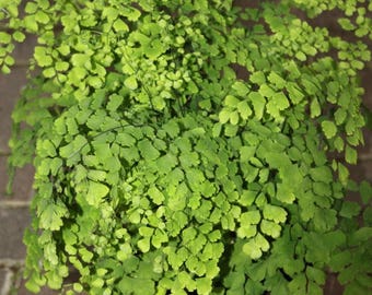 LIVE Maidenhair Fern aka diantum Raddianum Live Plant Fit 1 Gallon Pot