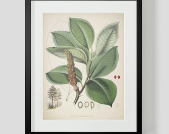Botanical Illustration Himalayan Plate V (5)
