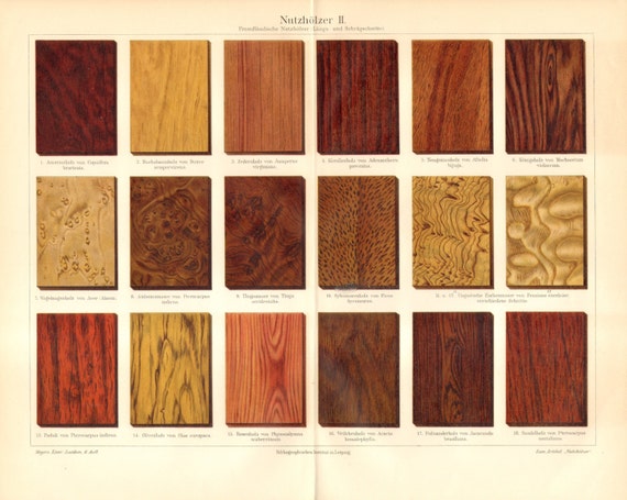 1904 Wood Types Maple Acer Palisander Rosewood Ash