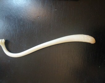 2 1/2"-3 1/2" Genuine Raccoon Penis Bone Baculum Oosik