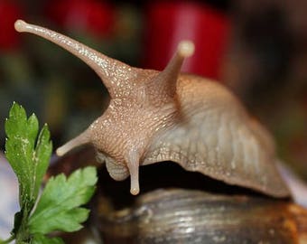 Health Boosting Snail Food - Protein Based Snail Food