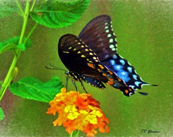 Black Swallowtail Butterfly
