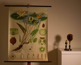 Vintage Pull down School Chart Waterlily Jung Koch Quentell