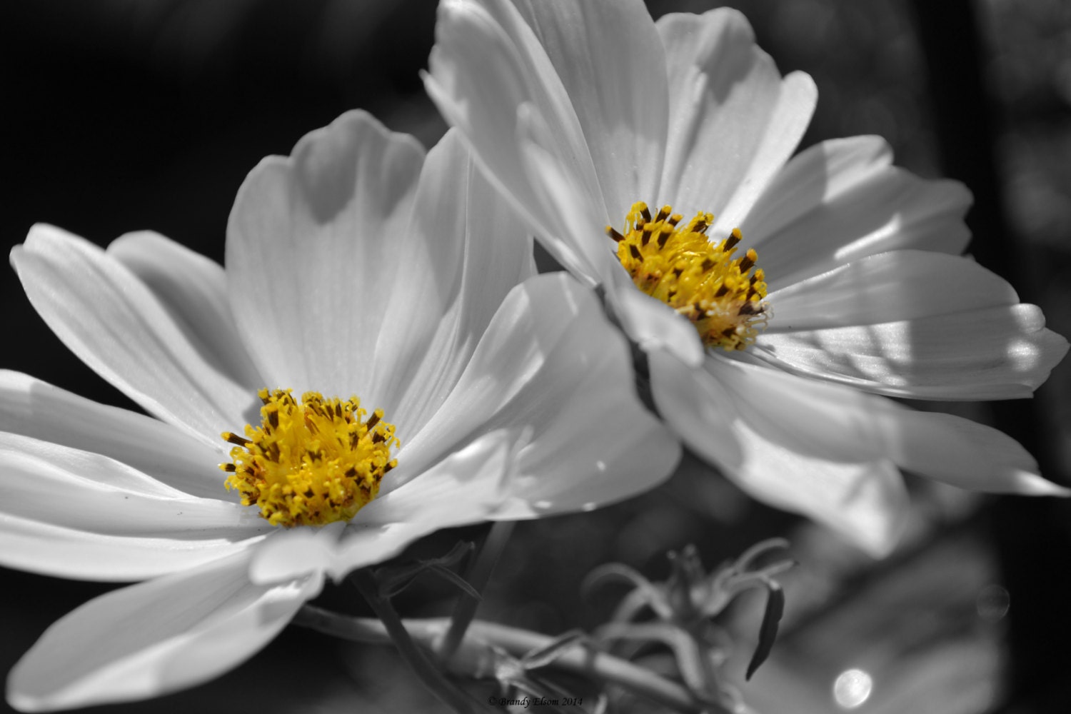 Flower Photography Wall Art Wall Hangings Black And White With flower-photography-wall-art-wall-hangings-black-and-white-with