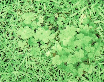 214014 Canvas fabric with green grass clover Kokka Japan