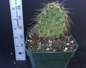 Opuntia | Etsy