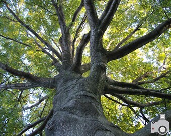 Up in a Tree - 8x10 Photograph