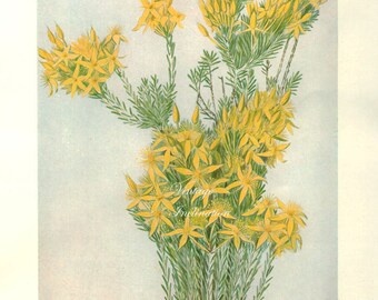 Antique Print, FLOWERING AUSTRALIAN PLANTS, chart 1930 beautiful wall art vintage color lithograph illustration wild flowers floral 90