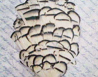 1 Import White Lady Amherst Pheasant Feather Pad