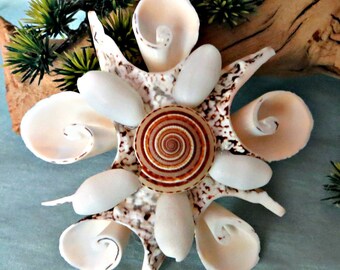 Cut silver lip seashell ornaments with sundial and bubble shells_beach ornaments