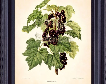 FRUIT 8x10 Print Antique Botanical Art Plate 45 WENDEL Black Currant Small Berries Green Leaves Garden Plant FV0303