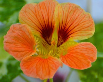 Orange Pansy