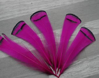 Set of 5 feathers pheasant Lady Armherst dyed fuchsia