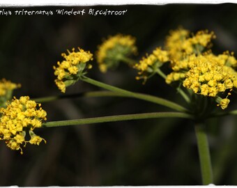 Lomatium triternatum 'Nineleaf Biscuitroot' 50 SEEDS