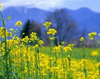 900 Organic Heirloom Seeds Rape Oilseed Brassicacapestris Dwarf Essex Rapeseed Oil Vegetable Garden B0012