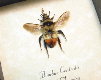 Real Framed Bombus Centralis North American Bumble Bee 8283
