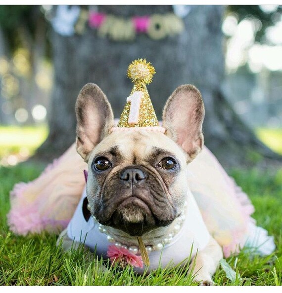 Dog Party Hat || Animal Birthday Party Hat || Pet Cat Kitty Dog Puppy Pig Birthday Party || Gold Glitter