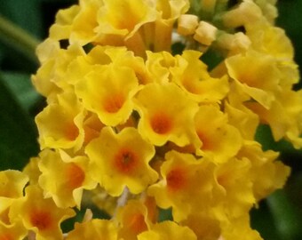 Honeycomb Butterfly Bush (Buddleja weyeriana) Live plant Attracts butterflies.