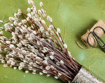10, 20, 30, 40 dried pussywillow branches, 13"-16" pussy willow catkins branch Rustic home decor, woodland easter,dried flower arrangement
