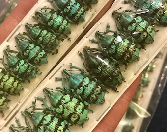 10-Pack Real Blue Weevil Beetle, Eupholus chevrolati