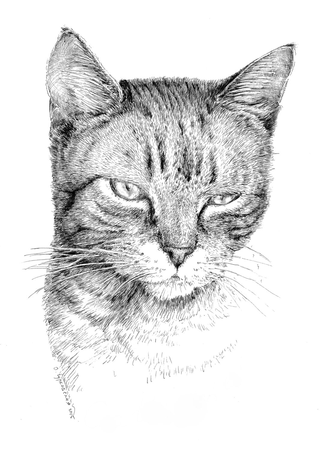 Tabby cat drawing black and white art pen and ink print