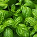 Basil Seed packets