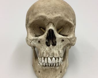 Skull Decor, Human Skull with lower mandible replica - Realistic Size