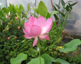 4 pink Lotus seeds nelumbo nucifera-pink Lotus flower seeds