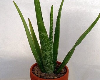 Aloe Vera - Medicine Plant - Burn Plant - Miracle Plant (FREE SHIPPING)