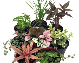 Terrarium & Fairy Garden Plants - 8 Plants in 2" pots