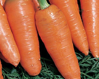VRCC)~"BAMBINO" CARROT~Seeds!!!~~~~~Smaller, Sweeter Carrots!