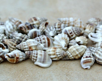 Bulk Seashells Natural Little Conch Shells Miniature Small Textured Striped Teeny Tiny Patterned Wedding Supply Terrarium Florida TheSandbar