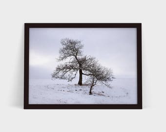 Winter Trees - Original Photographic Print