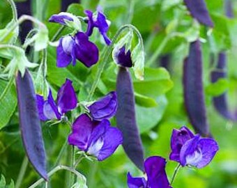 Blauwschokkers Purple Podded Peas, 25 heirloom seeds, non GMO, pink flowers, purple pods, cool weather crop, kids garden