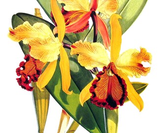 Flower Print - Orchids - Cattleya dowiana - Yellow orchid - 1979 Vintage Book Page - Large Print For Framing - 15 x 12