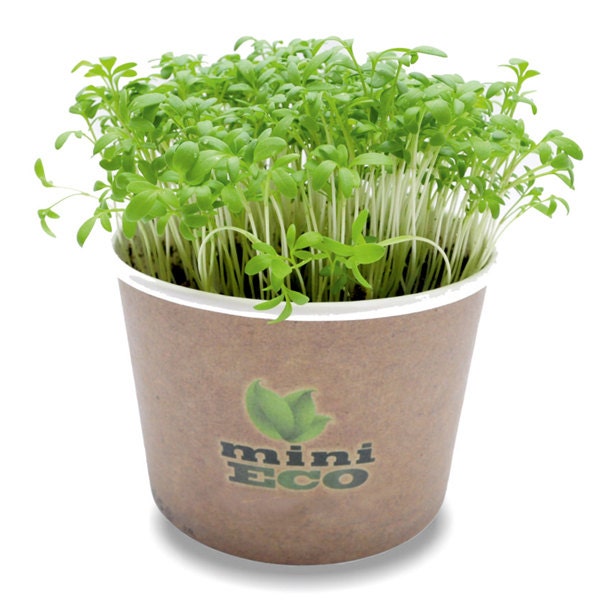 Garden Cress Microgreen Grow Kit. 2000 seeds Sprouting Growing