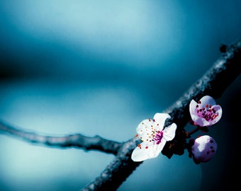 Flower Photography - blue wall art navy photography white spring floral photo nature botanical print 11x14, 20x24 Photograph, "Hiding Place"
