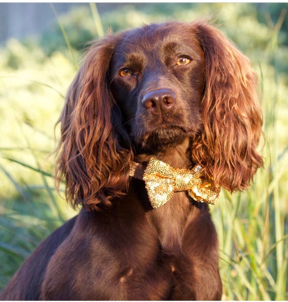 Bowtie For Dog || Cat Neck Tie || Bowtie for Kitty || Pet Bow Tie || Cat Costume