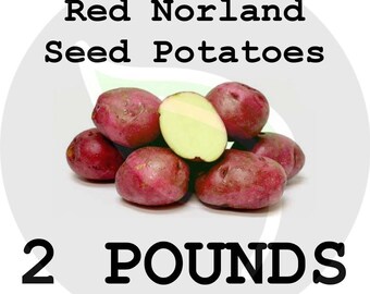 2 Lbs Red Norland Seed Potatoes - 2018 Spring - CERTIFIED SEED POTATO - Ready 4 Garden Planting!! - Non-Gmo Heirloom