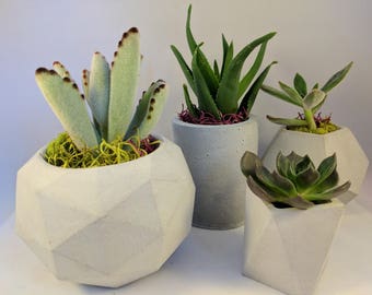 Planter | Succulent Planter | Concrete Planter | Geometric Planter | Succulent | Handmade Planter | Home Decor | Plant Pot | Planter Set